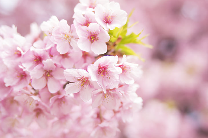 桜の花びら

